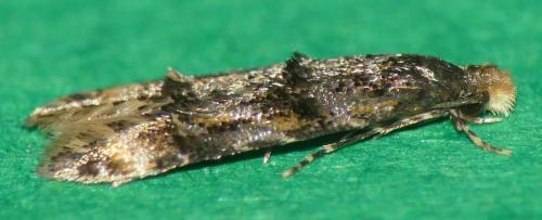 Stenoptinea cyaneimarmorella